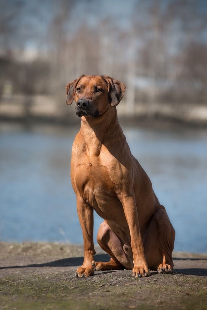 CH. ave cesar  dark obsession