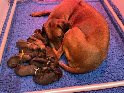Les chiots de Rhodesian Ridgeback