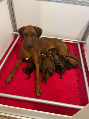 Les chiots de Rhodesian Ridgeback