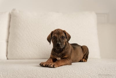 Les chiots de Rhodesian Ridgeback