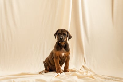 Les chiots de Rhodesian Ridgeback