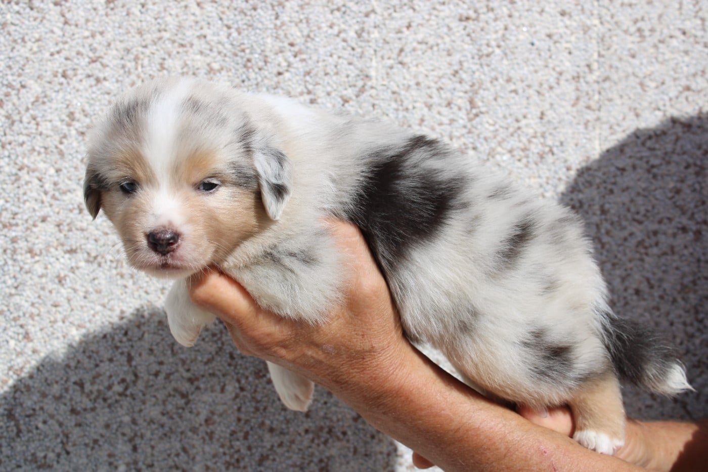 femelle 2 bleu merle