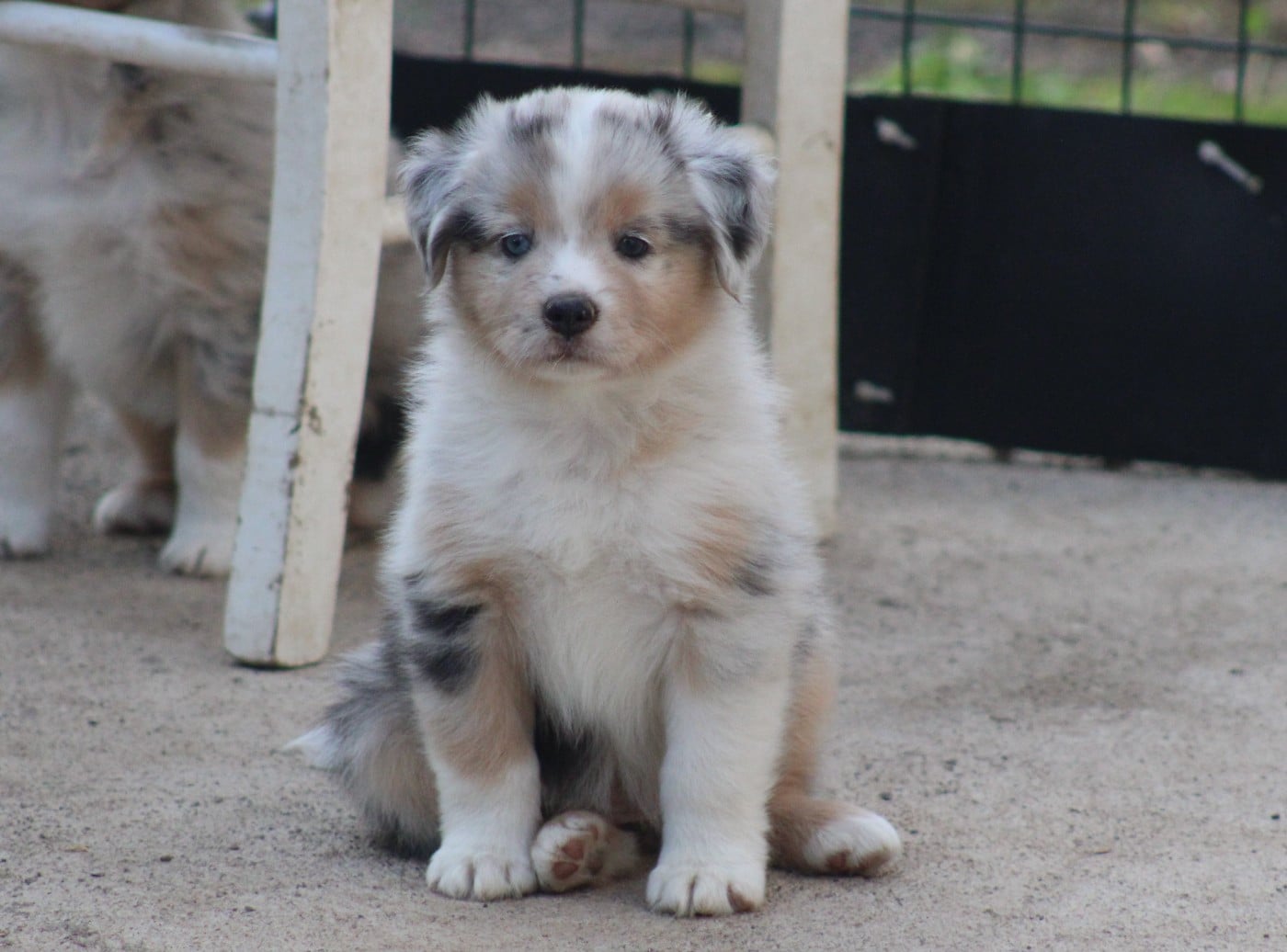 femelle 2 bleu merle