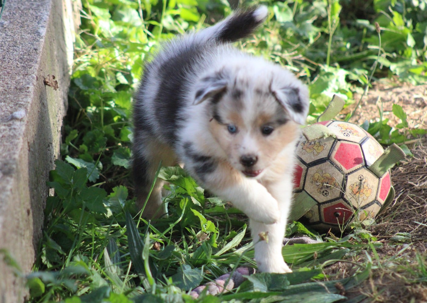 femelle 2 bleu merle