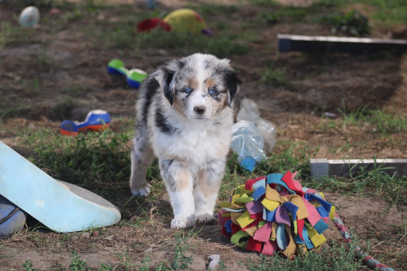 Femelle 3 Bleu merle