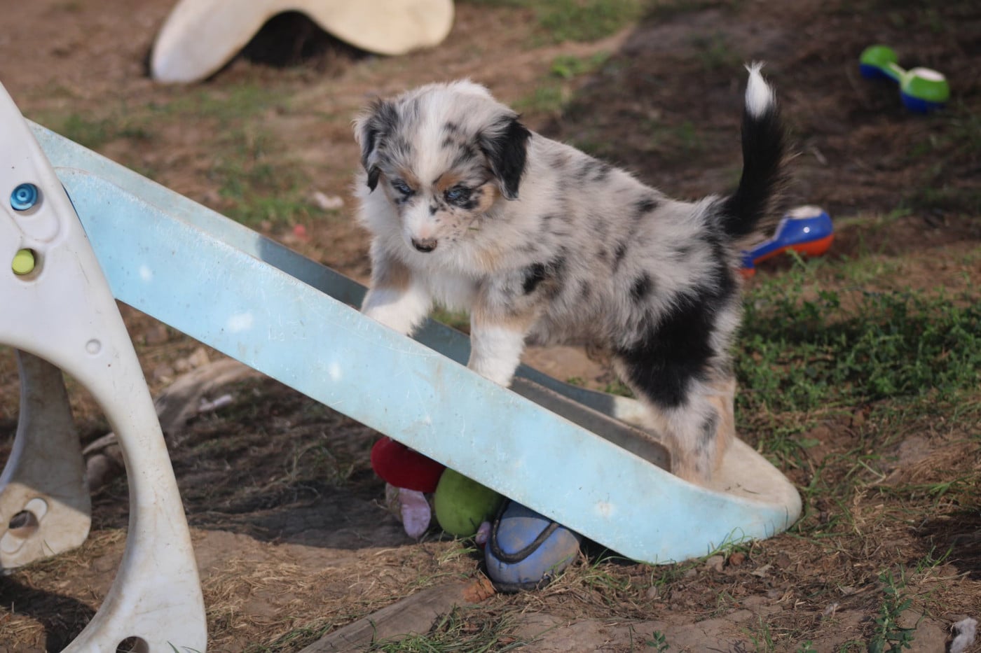 Femelle 3 Bleu merle