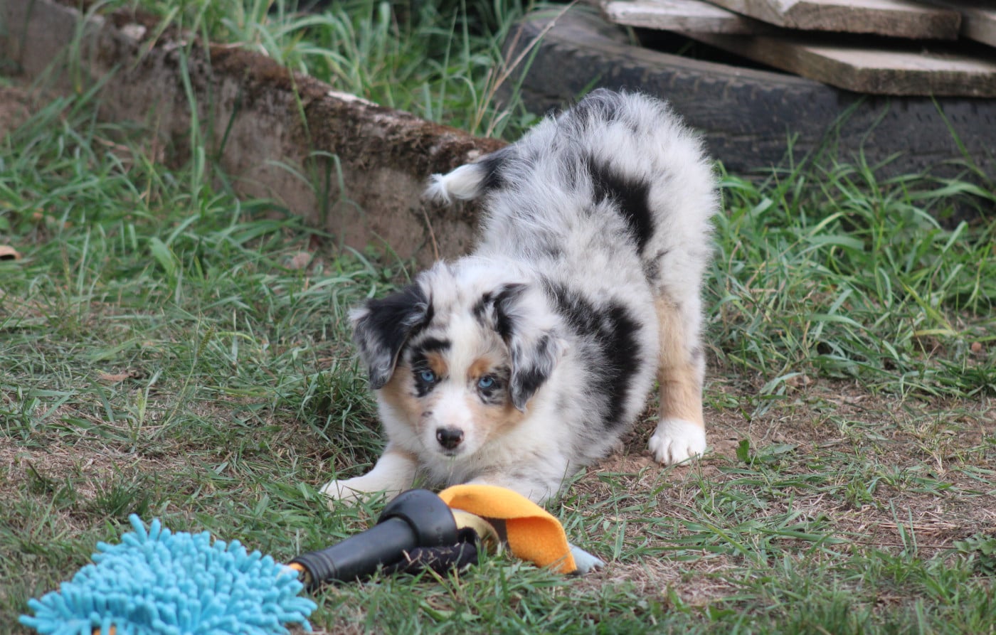 Bisous Sucrés Bleu merle