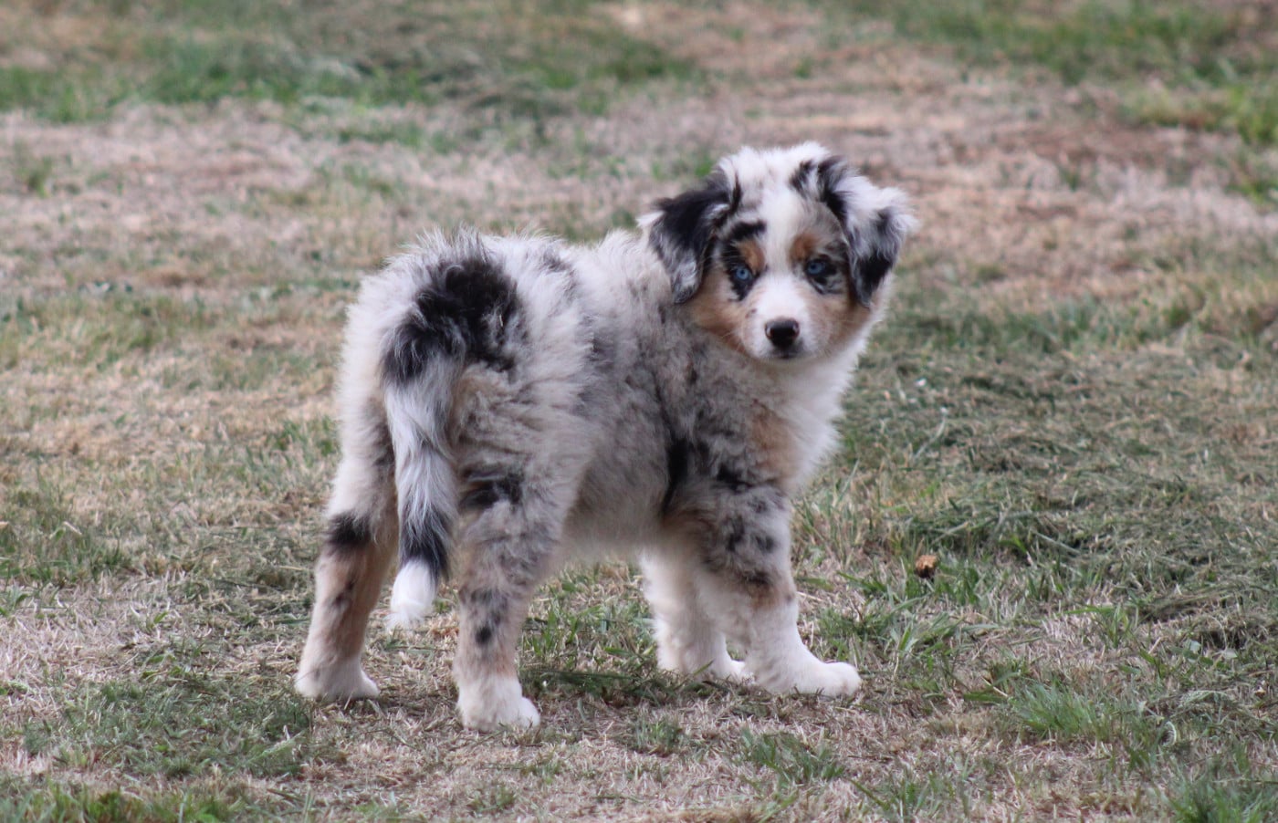 Bisous Sucrés Bleu merle