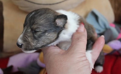 Les chiots de Shetland Sheepdog