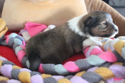 Les chiots de Shetland Sheepdog