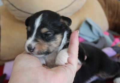 Les chiots de Shetland Sheepdog
