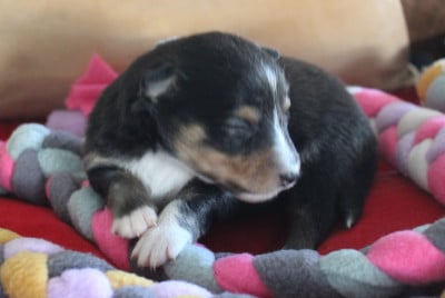 Les chiots de Shetland Sheepdog