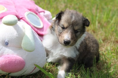 Les chiots de Shetland Sheepdog