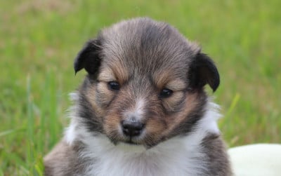 Les chiots de Shetland Sheepdog