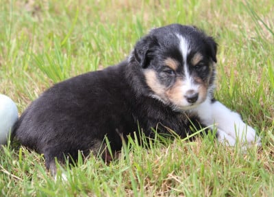 Les chiots de Shetland Sheepdog