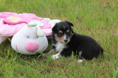 Les chiots de Shetland Sheepdog