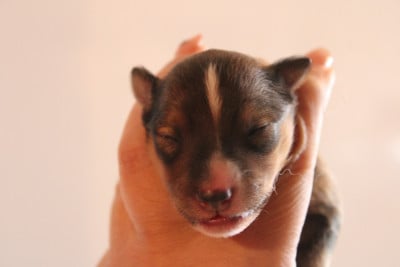 Les chiots de Shetland Sheepdog