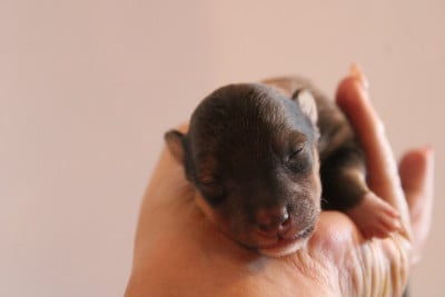 Les chiots de Shetland Sheepdog