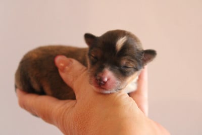 Les chiots de Shetland Sheepdog