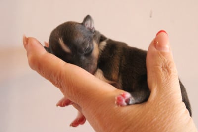 Les chiots de Shetland Sheepdog