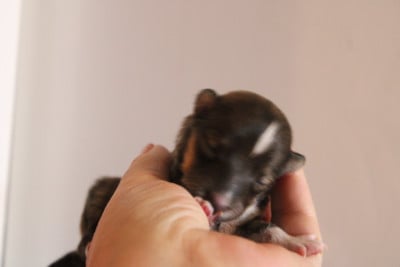 Les chiots de Shetland Sheepdog