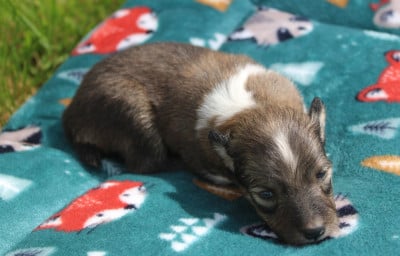Les chiots de Shetland Sheepdog