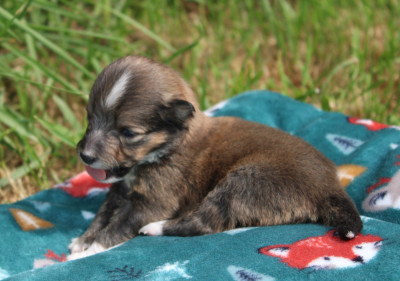 Les chiots de Shetland Sheepdog