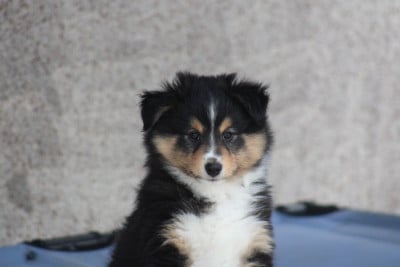Les chiots de Shetland Sheepdog