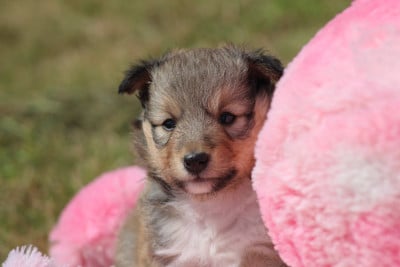 Les chiots de Shetland Sheepdog