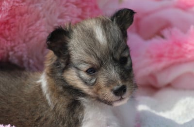 Les chiots de Shetland Sheepdog