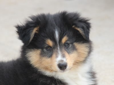 Les chiots de Shetland Sheepdog