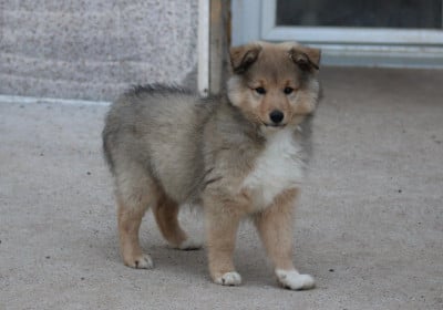 Les chiots de Shetland Sheepdog