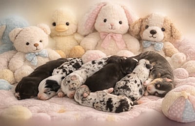 Les chiots de Berger Américain Miniature 