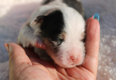 Femelle 1 bleu merle - Berger Américain Miniature 
