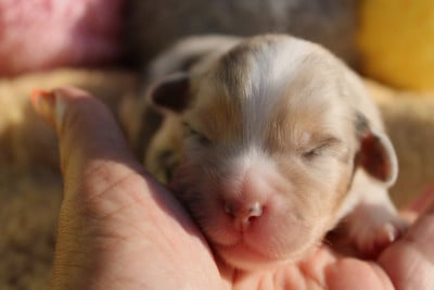 femelle 2 bleu merle - Berger Américain Miniature 