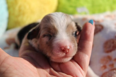 Femelle 3 Bleu merle - Berger Américain Miniature 