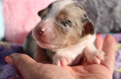 Femelle 5 Bleu merle - Berger Américain Miniature 