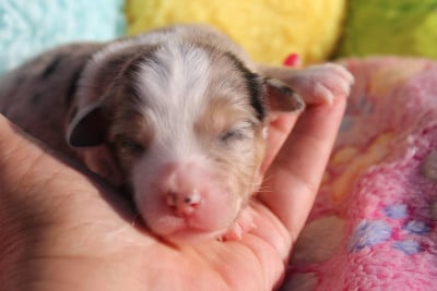Femelle 6 Bleu merle - Berger Américain Miniature 