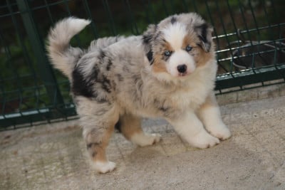 Les chiots de Berger Américain Miniature 