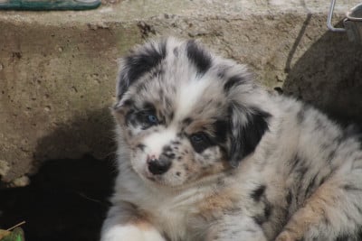 Les chiots de Berger Américain Miniature 