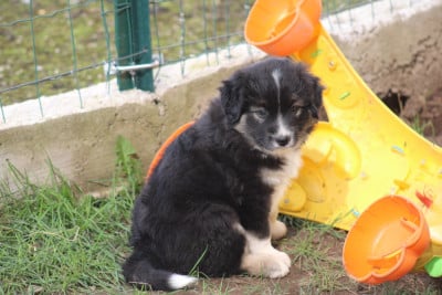 Les chiots de Berger Américain Miniature 