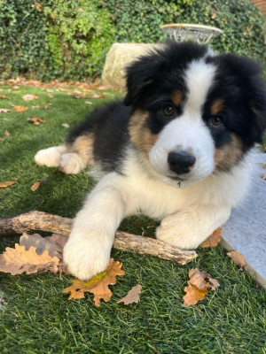 Les chiots de Berger Australien