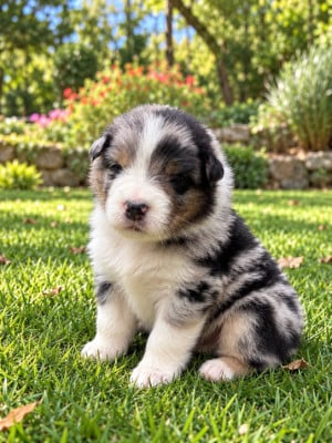 Les chiots de Berger Australien