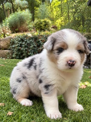Les chiots de Berger Australien