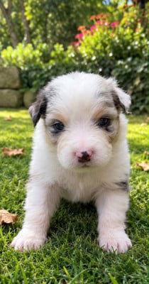 Les chiots de Berger Australien