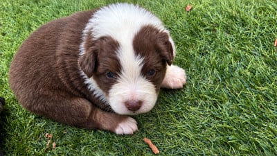 Les chiots de Berger Australien