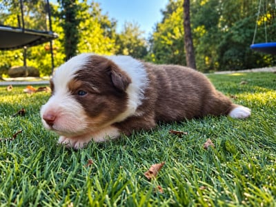 Les chiots de Berger Australien