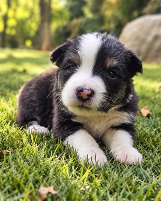 Les chiots de Berger Australien