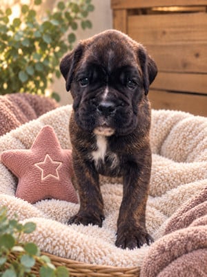 Les chiots de Boxer