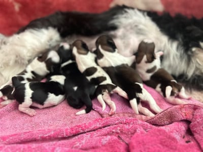 Les chiots de Shih Tzu